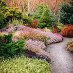 Heather Border