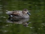 Gadwall