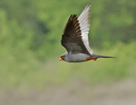 Red Footed Falcon