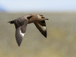 Great Skua flying, wings down, Iceland