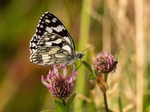 Marbled White