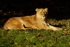 Asiatic lioness resting (Chester Zoo)