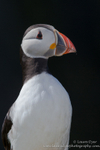 Puffin portrait