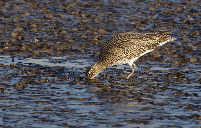 Eurasian Curlew - Dee Estuary - North Wales