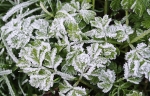 Frosted Undergrowth