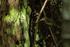 Ashy Tailorbird, Xeo Quyt, Vietnam