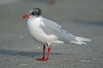 Mediterranean Gull