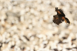 Striated Caracara hovering over Black-browed Albatross colony