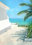 Corfu palm