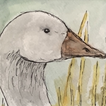White goose