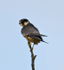 Hobby perched on top of a tree at Otmoor RSPB