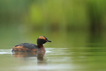 Breeding plumage Slavonian Grebe, Iceland