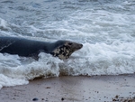 Atlantic Grey Seal