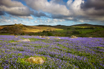 Dartmoor Bluebells