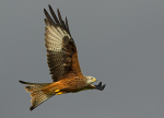 Red kite