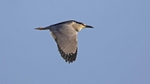 Night Heron.