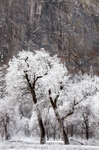 Snow Covered Trees and Cliffs