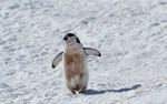 Chinstrap Penguins