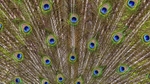 Peacock_0789