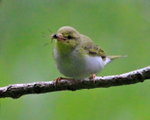 Wood Warbler portfolio