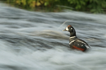 Harlequin Duck (drake), fast water, River Laxa, Iceland