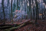 Lost into the Forest, Ireland.