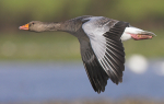 Greylag Goose