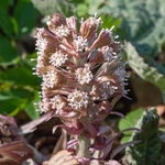 White butterbur (Petasites albus)