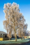 Frost by Mick Graystone 2