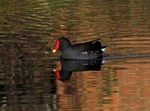 Moorhen