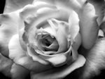White Rose