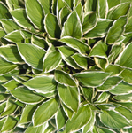 Hosta Leaves. EDC125