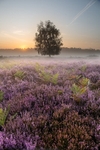 Suffolk portfolio