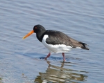 Oyster Catcher portfolio