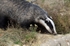 Badger