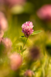19/52: In the Pink