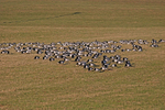 Barnacle Geese 10
