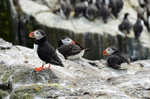 Puffins