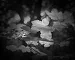 Catch Light on Leaves in Black and White