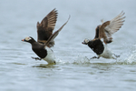 Long-tailed Ducks (male) squabbling, Iceland