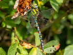 August 2024 - Migrant Hawker