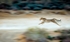 At Full Stretch (Cheetah)