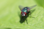 Insects _ AN 027