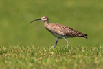 Whimbrel walking in grass on Islay