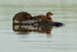 Common Loon resting with chick on back, Minnesota