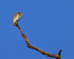 Indian Pond Heron (imm...