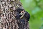 Middle Spotted Woodpecker