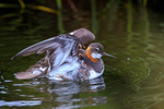 Red-necked Phalarope