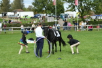 SBM_46955