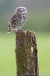 Little Owl Lookout